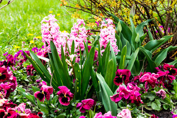 pink  hyacinths in the garden