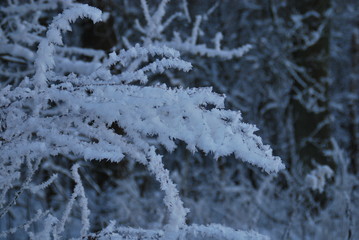 Frost