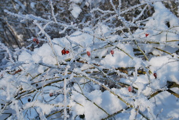 Was der Frost ziert