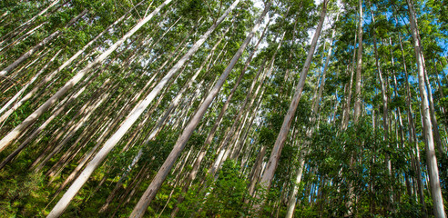 Planta&ccedil;&atilde;o de eucaliptos para extra&ccedil;&atilde;o de madeira