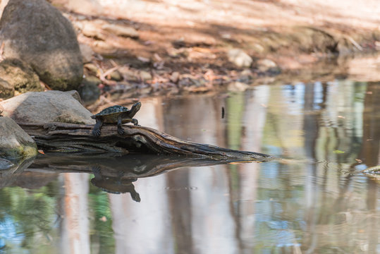 Wasserschildkröte trocknet sich auf einer Baumwurzel