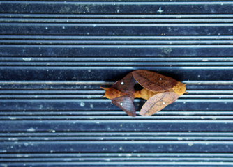 Two moths mating 