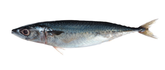 saba fish (Mackerel) isolated on white background