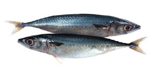 saba fish (Mackerel) isolated on white background