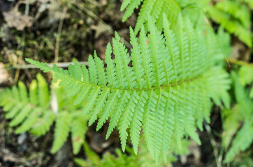 Fern texture. Macro photo of fern leaf.