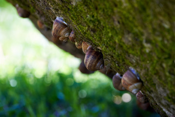 Snails hanging from a rock