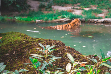 Tiger Bad Wasser Unschärfe Asien Zoo
