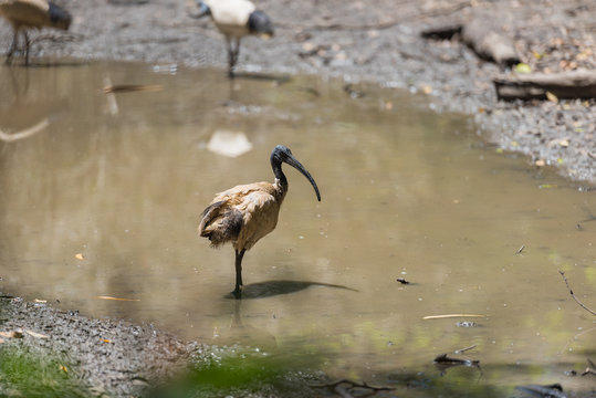Vogel mit langem schwarzen Schnabel steht im Teich