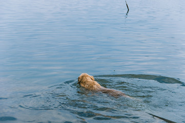 Obraz premium Golden retriever is swimming in the lake