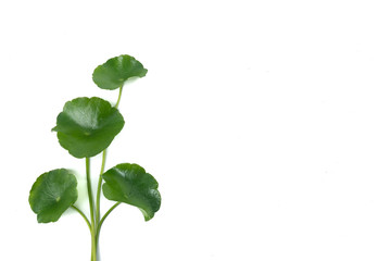 Asiatic Leaf Herb gotu kola, indian pennywort, centella asiatica, tropical herb isolated on white...