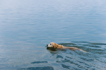 Golden retriever is swimming in the lake