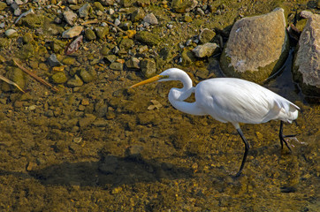 川の中を歩くシラサギ