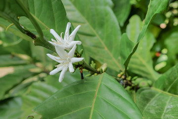 Coffee flower in the farm