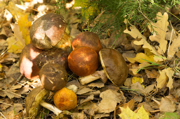 A variety of mushrooms in a pile. Mushrooms in oak leaves.