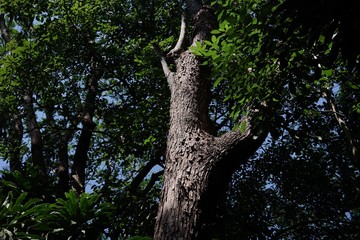 old oak tree