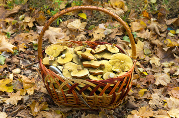 A lot of mushrooms in a basket made of vines.