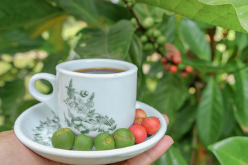 Man holding a vintage cup of hot coffee  with fresh organic green and red coffee beans with coffee tree as background. .