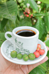 Man holding a vintage cup of hot coffee  with fresh organic green and red coffee beans with coffee tree as background. .