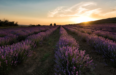 Fototapeta na wymiar Lavender field summer sunset landscape in Bulgaria