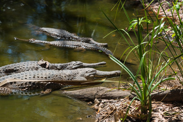 Krokodile liegen faul im Wasser und nehmen ein Sonnenbad