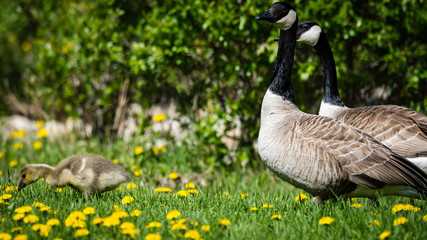 Alberta Geese