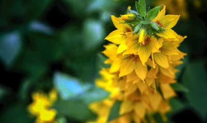 blooming field flower yellow