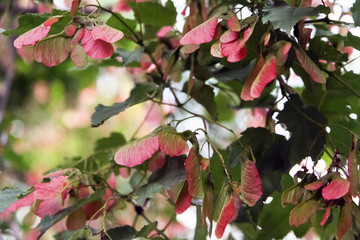 tree with red-green leaves