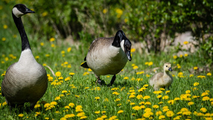 Alberta Geese