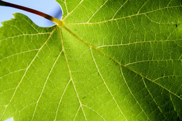 Obraz premium grape leaf close-up