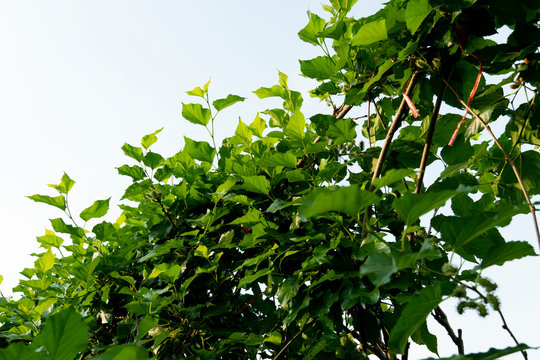 Fresh green mulberry leaves under the blue sky