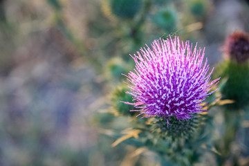 field thorn, Thistle