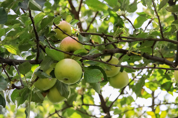 garden apples