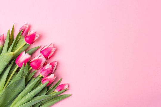 Spring rose background with spring flowers tulips. Free space. Copy space.Top view. Mother's day. Woman's day. St Valentine's Day.
