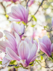 Obraz na płótnie Canvas Magnolia flowers in blossom