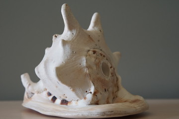 Conch shell