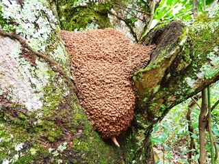 Abelhas 