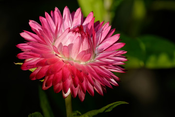 Gartenstrohblume