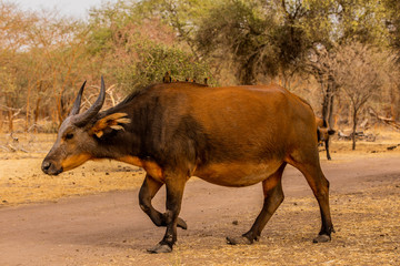 African Buffalo in Bandia Forest, Senegal