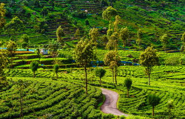 View on tea Plantation next to Haputale, Sri Lanka