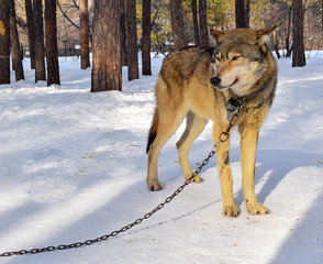 Domestic  wolf in the park. Wolf on a chain.