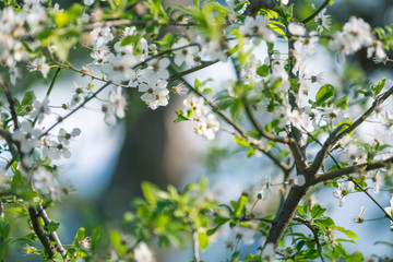 Flower spring white flowers blossom