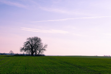 Fototapeta premium tree silhouette in the middle of a green field against a purple sky