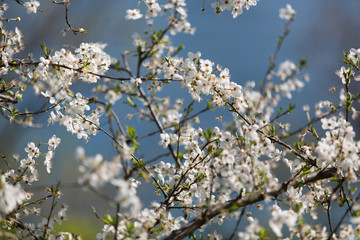 Flower spring white flowers blossom