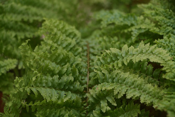 fern in forest