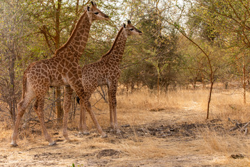 Giraffe in Bandia Forest, Senegal