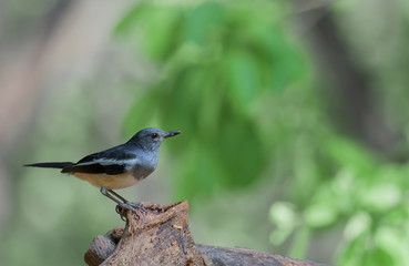 The beautiful woman of the Magpie-Eastern Robin (Copsychus saularis) stood on the log. 