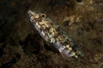 Lizard Fish Side Profile