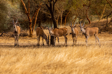 Naklejka na ściany i meble Antelope in Bandia Reserve, Senegal