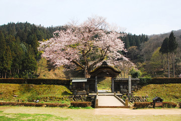 一乗谷・朝倉遺跡の桜