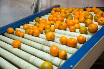 Mandarin oranges running on rolling conveyor © JackF